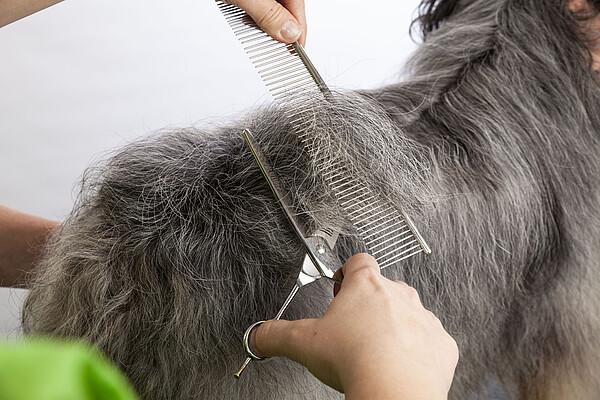 WZF_Heimtierpflege_2023.JPG