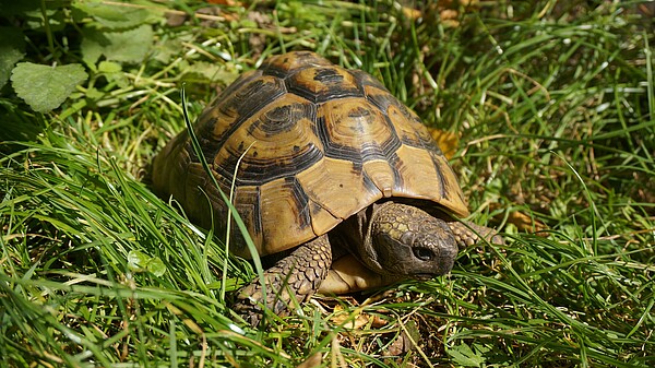 Landschildkroete_Teil_B.jpg