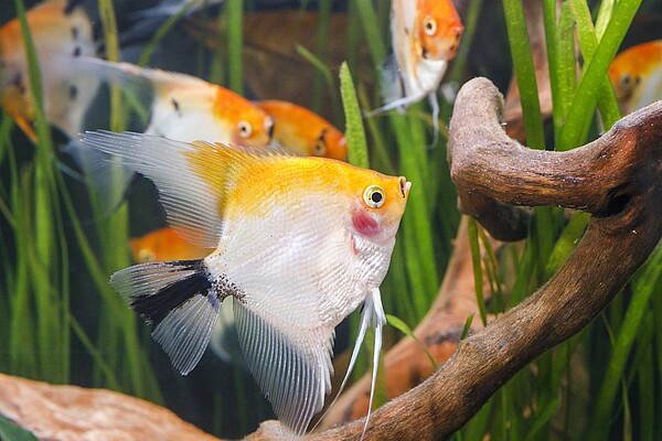 Suesswasseraquarium___c__WZF_Stahl.jpg