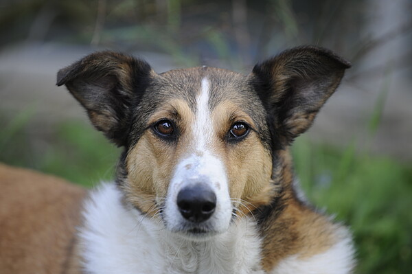 Hund_schaut_Copyright_WZF.JPG