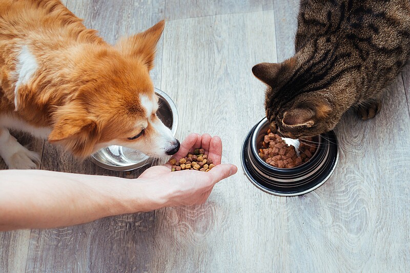 Hund und Katze fressen Trocken- und Nassfutter.