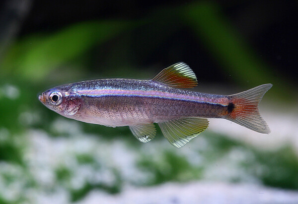 Tanichthys_albonubes_Kardinalfisch_Nigl.jpg