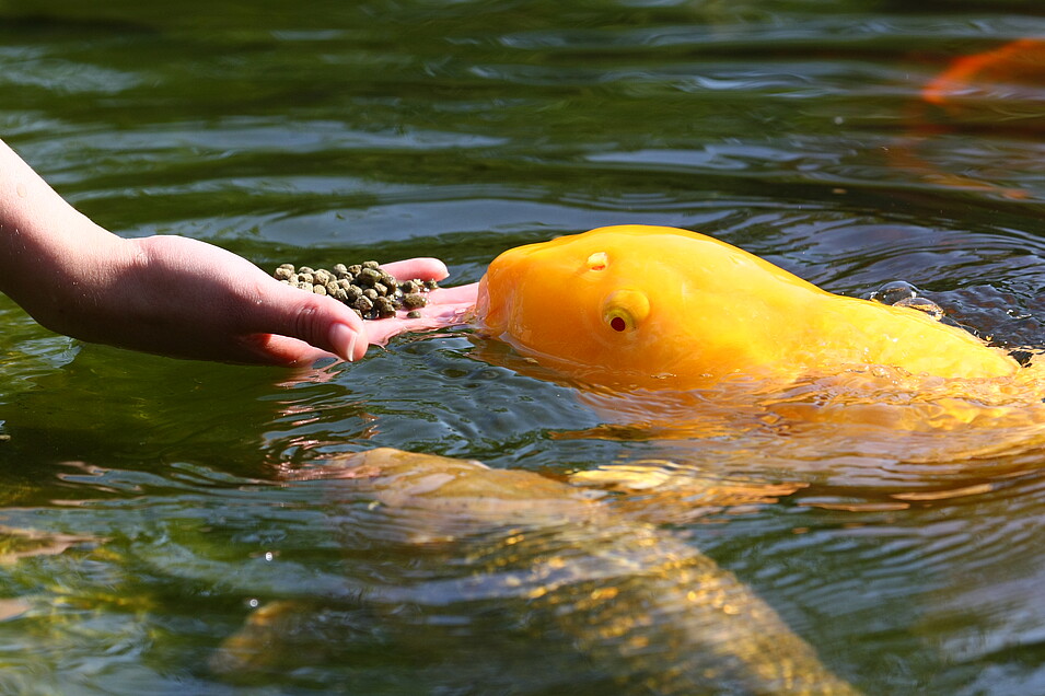 Hand füttert Koi