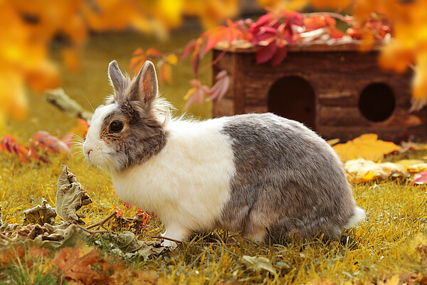 Kaninchen_Aussengehege__c__WZF_Ulrike_Schanz.jpg