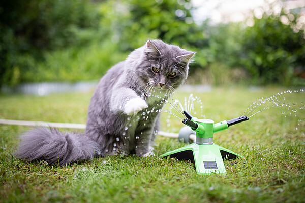 Katze_Sommer_c_AdobeStock_FurryFritz_Standardlizenz.jpeg